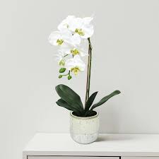 22 In White Artificial Phalaenopsis