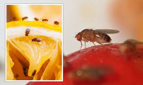 Banish Fruit Flies Using 95p Kitchen