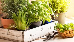 How To Grow Your Own Herbs Indoors Or Ou T