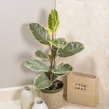 Chroma Tineke Rubber Plant Ficus
