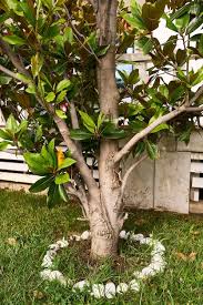 Magnolia Tree With Green Leaves Grows