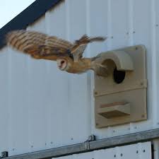 Screech Owl And Bluebird Nest Boxes