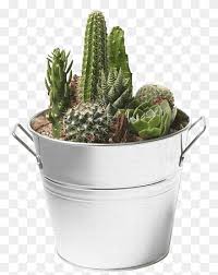 Cactus Png Images Pngwing
