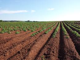 How To Sterilize Soil To Beat Back Bugs