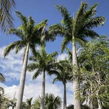 Roystonea Regia Royal Palm Tree