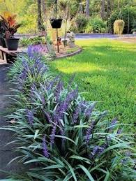 25 Plants That Survive With Or Without You