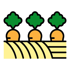 Fazenda Contorno Cenouras