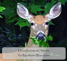 Deer Resistant Shrubs For Northern