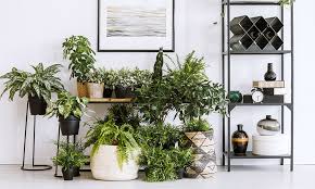6 Types Of Indoor Plants For Your Home