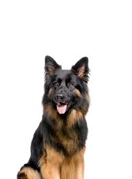 German Shepherd Dog Petduka Com