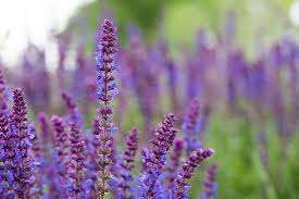 Perennial Gardening Month