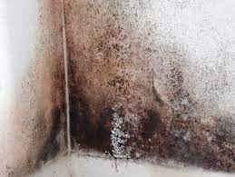 Cleaning Black Mold