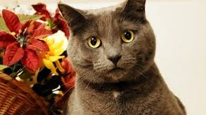 6 Houseplants That Are Harmful For Your