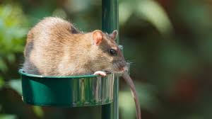Banish Rats From Your Garden For Good