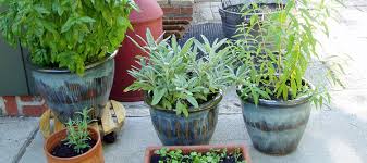 Top 10 Herbs For Container Gardening
