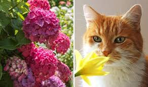 Harmful Spring Plants To Avoid Cats