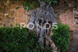 Old Fig Tree In A Garden Of Caceres