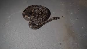 Basement Ball Python Crawl