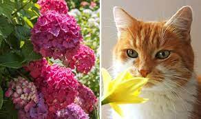 Harmful Spring Plants To Avoid Cats