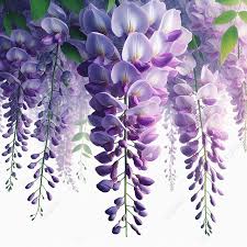 Wisteria Flower Is A Plant That Grown