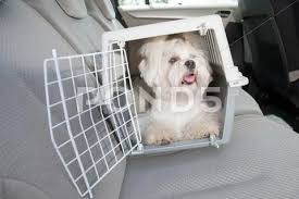 Small Dog Maltese Sitting Safe In The