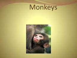 Ppt Monkeys Powerpoint Presentation
