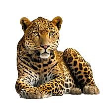 Leopard Png Transpa Images Free
