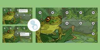 Spotted Tree Frog Interactive Hotspot