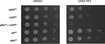 Ypk1 Protein Kinase A And Sch9