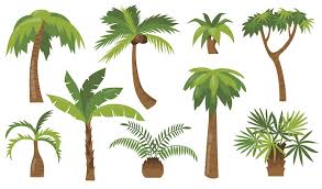 Palm Tree Images Free On Freepik