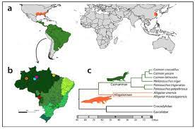 Alligators And Caimans Crocodylia