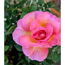 Julie Andrews Live Rose Plant