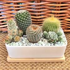 Live Cactus Arrangement Garden In White