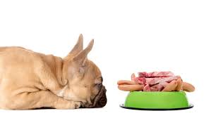 How To Fatten Up A Dog Simple Steps To