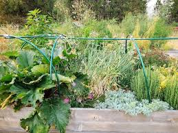 31 Perennial Vegetables To Plant Once