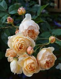 When Choosing Fragrant Roses The Nose