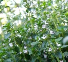 Herb Gardening For Beginners Basic