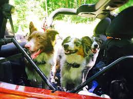 The Jeep Dog Guide To Pet Safety