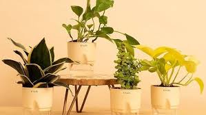 Best House Plants Top 10 Picks To