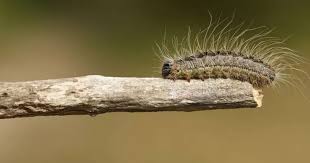 Caterpillars Discovered In Dublin