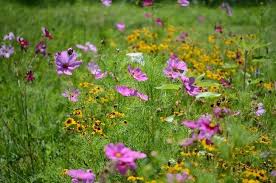 How To Choose Wildflower Seeds