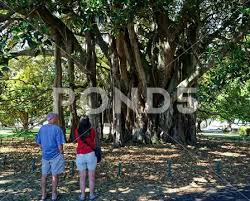 Banyan Tree In Devonport New Zealand