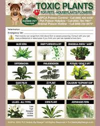 Low Light Plants You Can Grow Anywhere