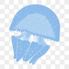 Jelly Fish Png Transpa Images Free