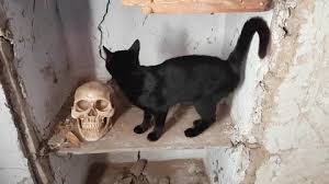 Black Cat And Skull In Creepy Abandoned