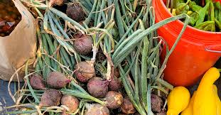 Best Organic Fertilizer