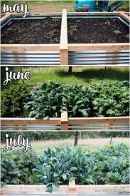 Vegetable Garden Update July Ten