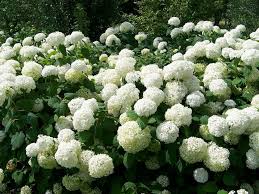 Tree And Shrub Care Salt Lake City