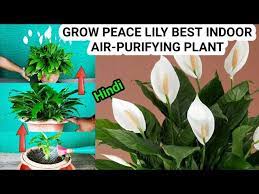 How To Grow Peace Lily Indoor