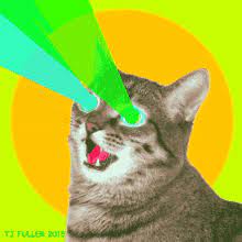 laser cat gifs tenor